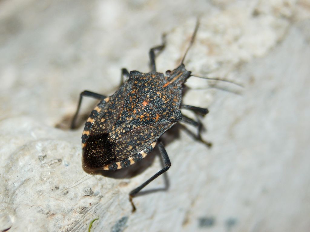 Un pentatomide maculato di giallo